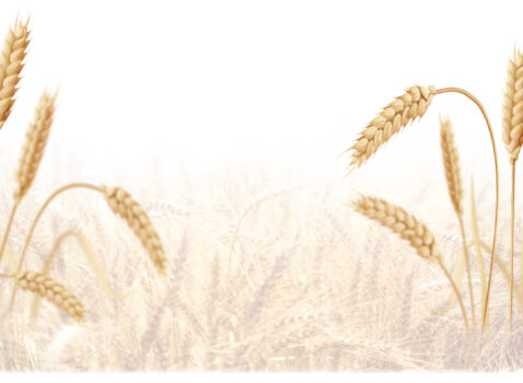 ПШЕНИЧНА СЛЬОЗА